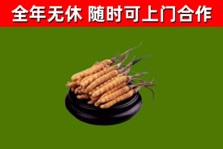 博望烟酒回收冬虫夏草.jpg